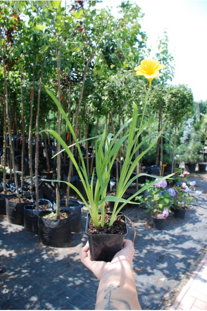 Лілійник гібридний Стелла де Оро  - 0,5-3л/вис.10-15см/Ø15-20см